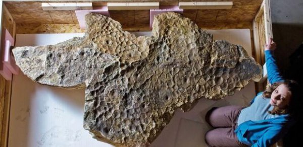 著名恐龙之三角龙介绍