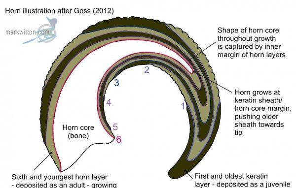 著名恐龙之三角龙介绍