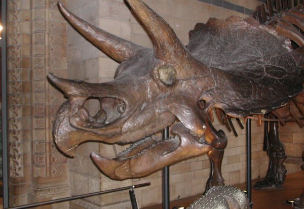 著名恐龙之三角龙介绍