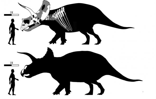 著名恐龙之三角龙介绍