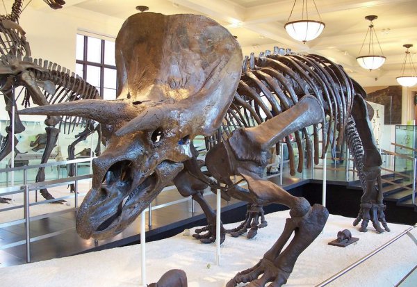 著名恐龙之三角龙介绍