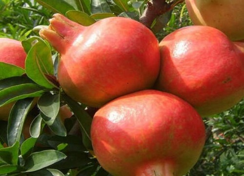 石榴树剪枝的最佳时间