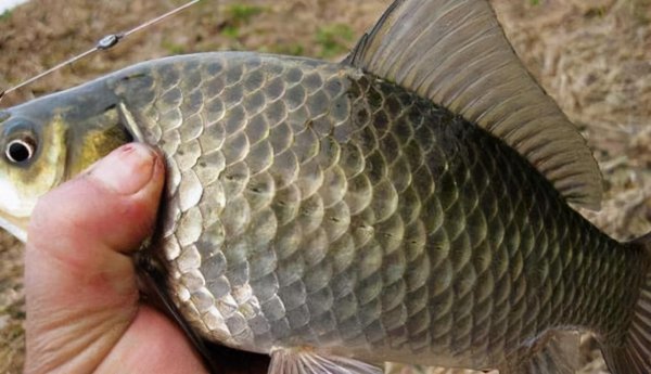 钓鱼酒米的制作方法