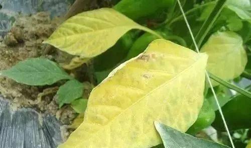 辣椒苗黄叶子是什么原因
