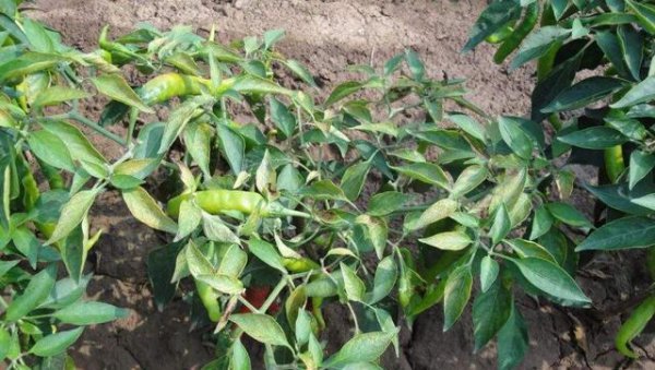 辣椒苗黄叶子是什么原因