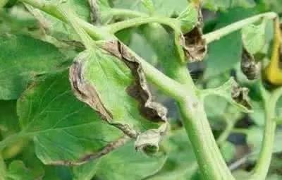 辣椒苗黄叶子是什么原因