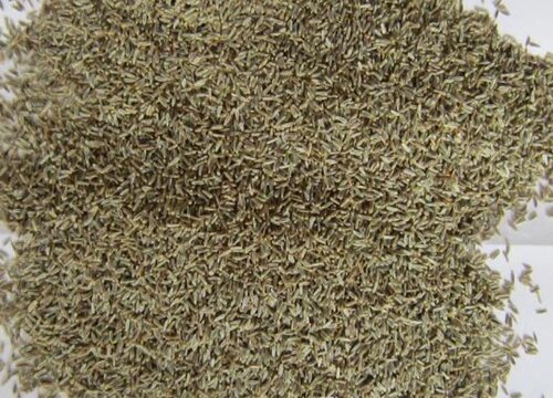 菊花种子的种植方法和时间 栽培管理技术