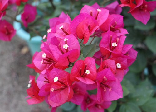 开春三角梅还不长新芽