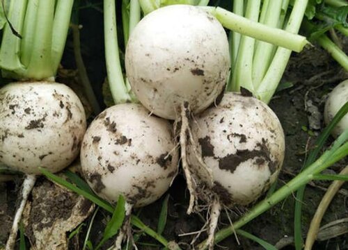 白萝卜几月份种植最好