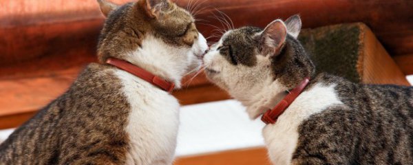 小猫咪拉稀是怎么回事