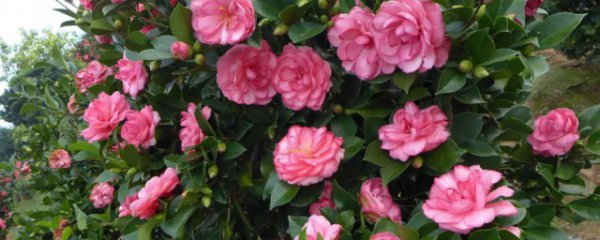 什么茶花适合养在卧室内