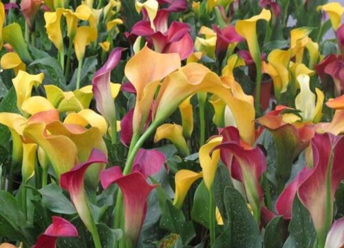 马蹄莲怎么度夏安全