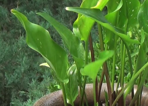 马蹄莲怎么度夏安全