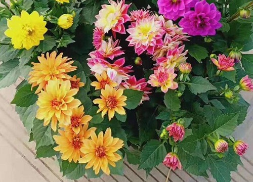 大丽花什么时候播种好