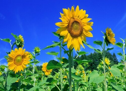 向日葵代表什么象征意义