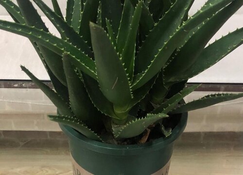 芦荟在冬天怎么养护