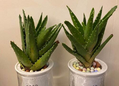 芦荟在冬天怎么养护