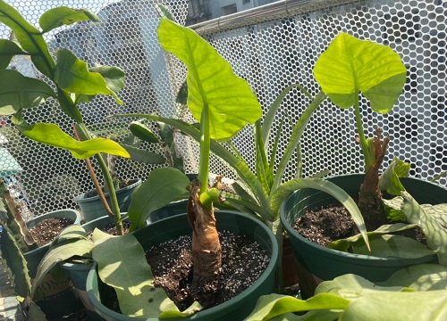 滴水观音可以晒太阳吗