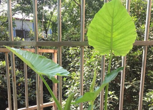 滴水观音可以晒太阳吗