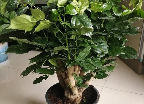 幸福树严重掉叶子怎么补救