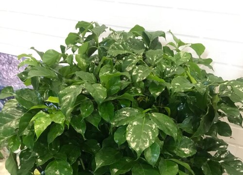 幸福树严重掉叶子怎么补救