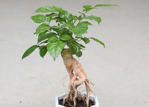 幸福树严重掉叶子怎么补救