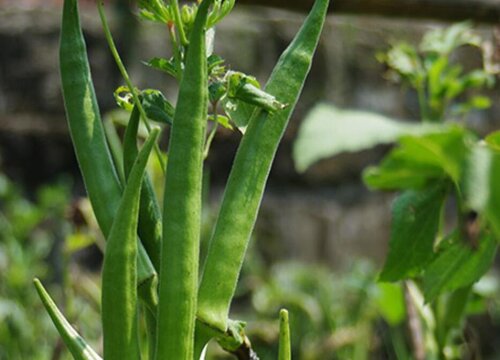 秋葵的生长过程