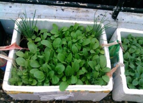 为什么阳台种菜不能吃