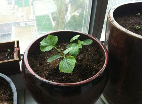 为什么阳台种菜不能吃