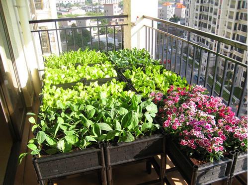 为什么阳台种菜不能吃