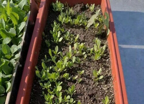 为什么阳台种菜不能吃