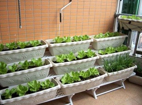 为什么阳台种菜不能吃