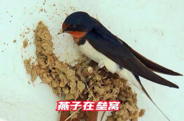 燕子搭窝是如何挑选人家的