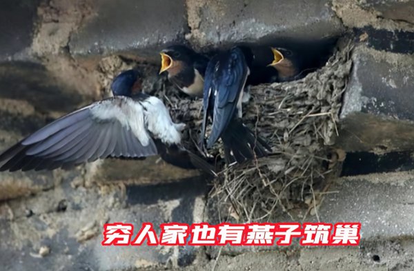 燕子搭窝是如何挑选人家的