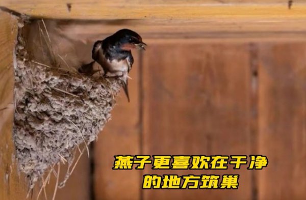 燕子搭窝是如何挑选人家的