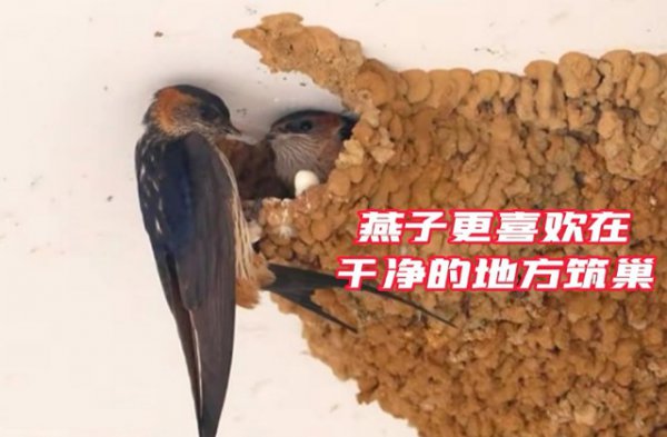 燕子搭窝是如何挑选人家的