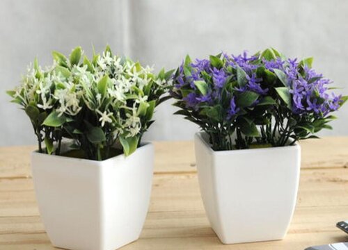 夏天高温养护盆栽注意事项