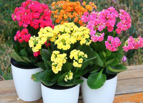 夏天高温养护盆栽注意事项