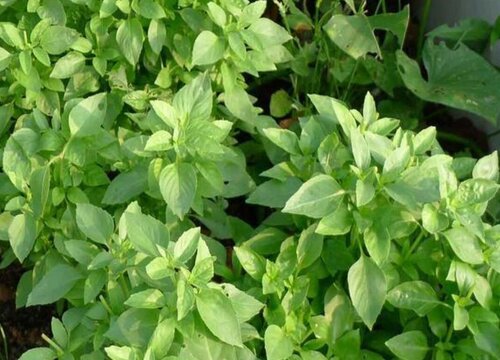 荆芥需要每天浇水吗