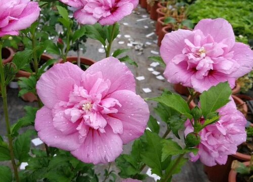 牡丹什么品种最珍贵