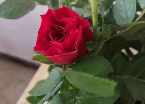 带刺玫瑰一年开几次花