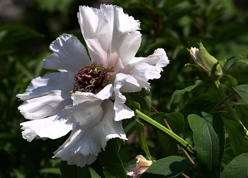 白色牡丹花的寓意和象征