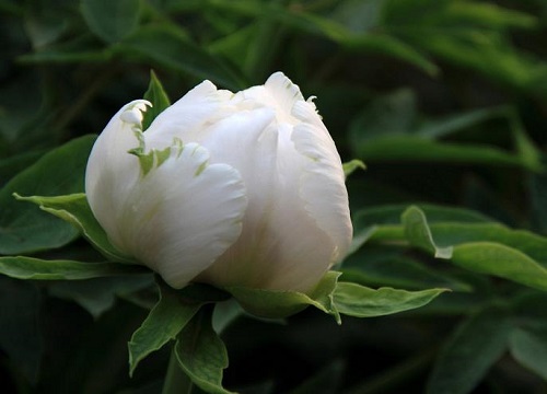 白色牡丹花的寓意和象征