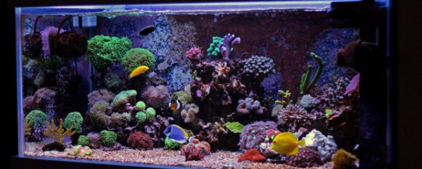 鱼缸放置多久换水合适