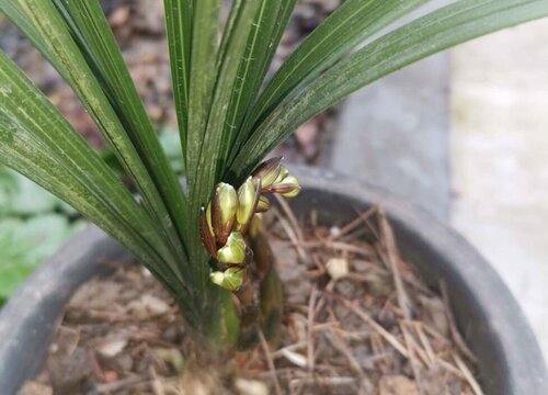 兰花如何修根后期长势更旺
