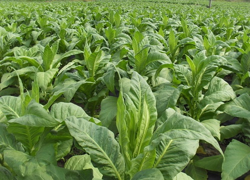 烟草打什么药好