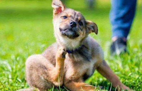 狗狗多久驱虫一次合适