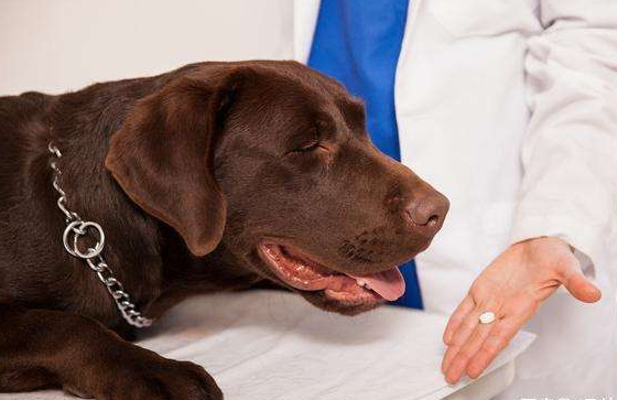 狗狗多久驱虫一次合适