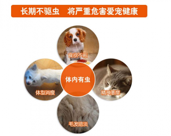 狗狗多久驱虫一次合适