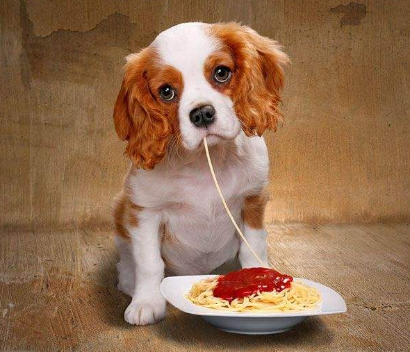 狗狗多久驱虫一次合适